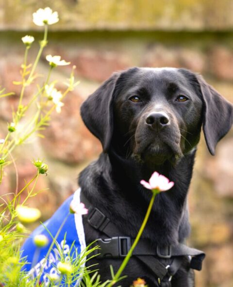 Clarity sponsored assistance dog.